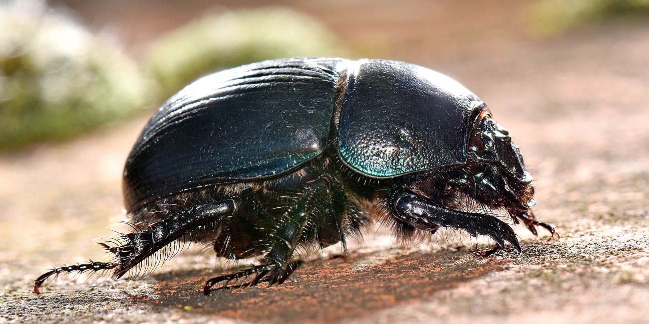 Geotrupidae: Anoplotrupes stercorosus? No, Geotrupes spiniger (cfr.)